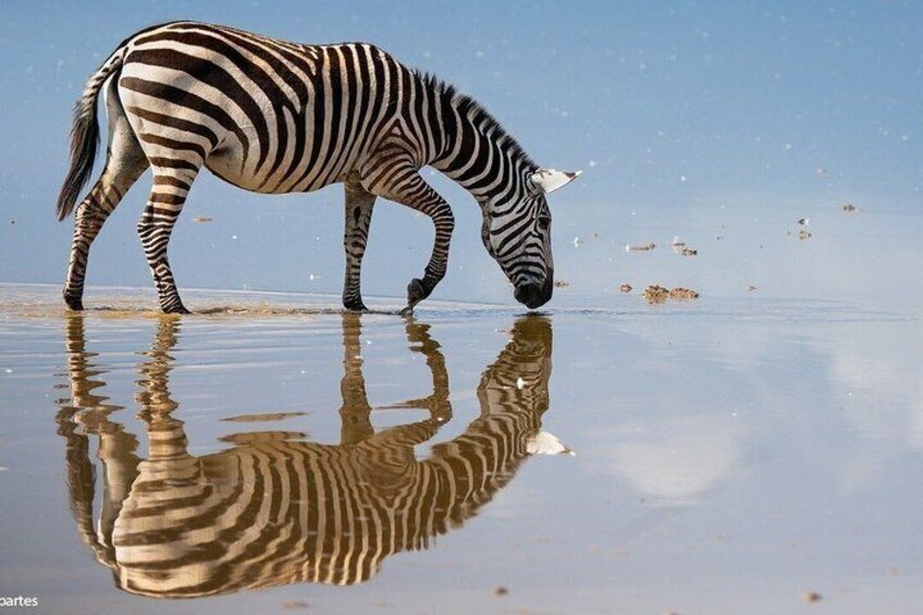 A zebra drinking water at a beach with its reflection visible in the wet sand. 4