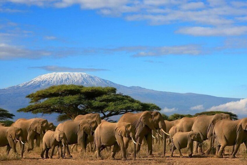 A herd of elephants in a dry grassland with a mountain in the background. 2