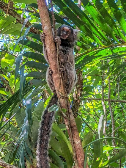 A lemur clinging to a tree branch amidst dense green foliage. 5