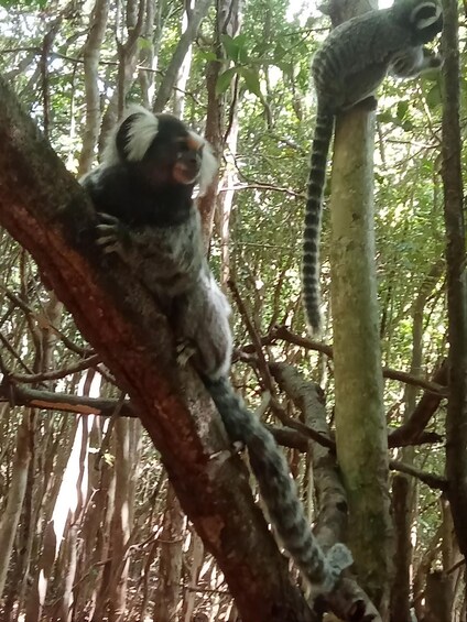 A monkey on a tree branch in a forest. 2