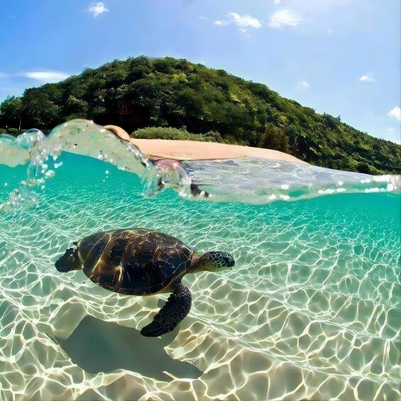 A sea turtle swimming in clear turquoise water with a sandy beach and lush green hills in the background. 4