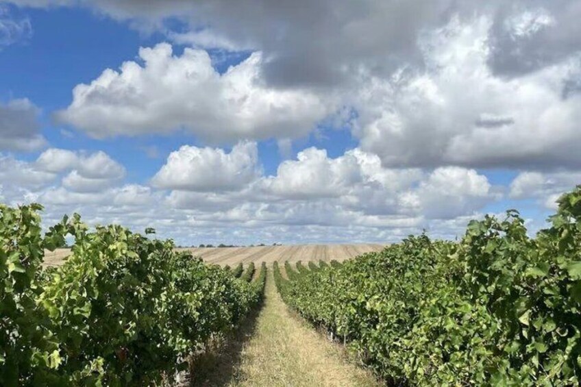 A vineyard with rows of grapevines under a partly cloudy sky. 2