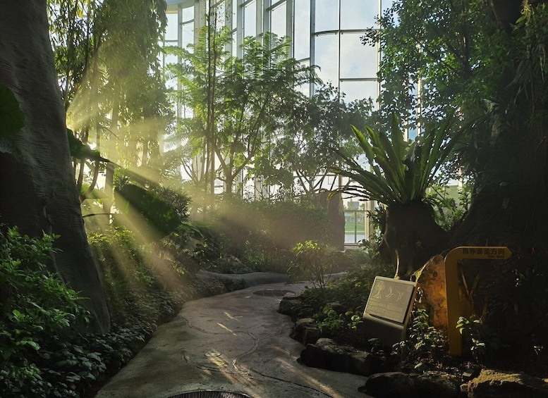 A pathway through a lush indoor garden with sunlight filtering through the trees. 2
