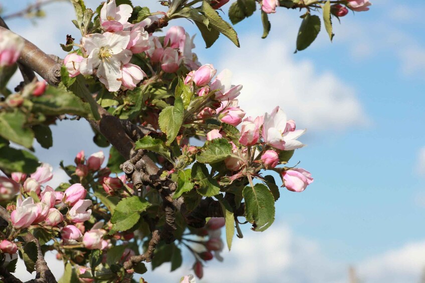 A branch with pink and white flowers against a clear blue sky. 2