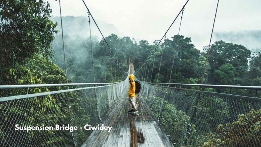A person walking on a suspension bridge surrounded by dense forest. 1