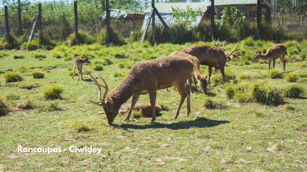 A grassy field with several deer grazing. 2