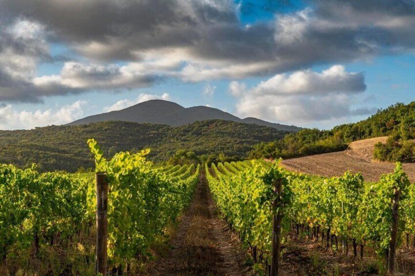 A vineyard with rows of grapevines extending towards a mountain in the background. 2
