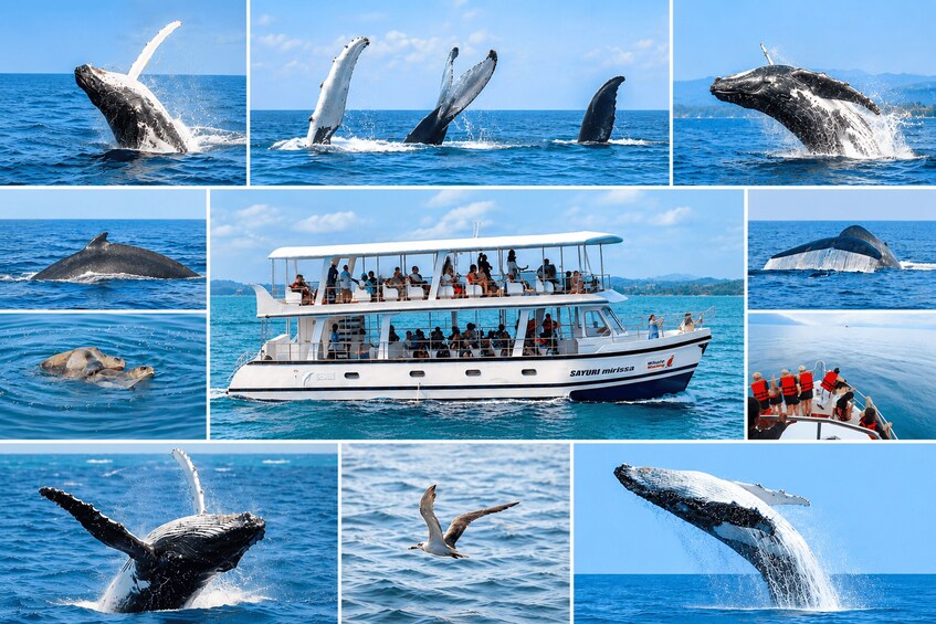 A boat with people observing whales. 1