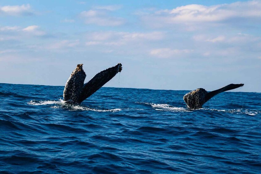 Two whales breaching the ocean surface. 5