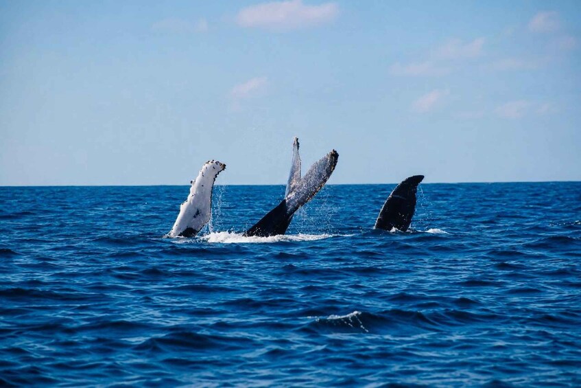 Three whales breaching the ocean surface. 4