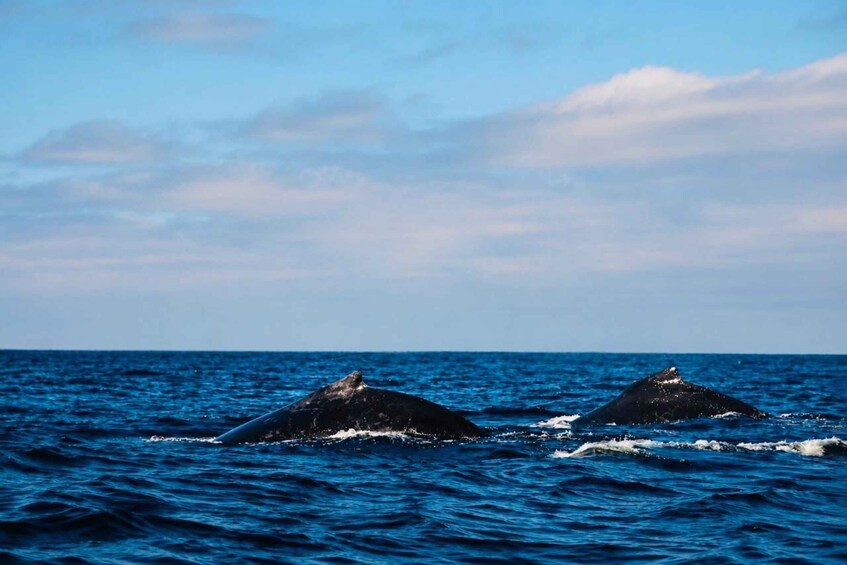 Two whales breaching the ocean surface. 3