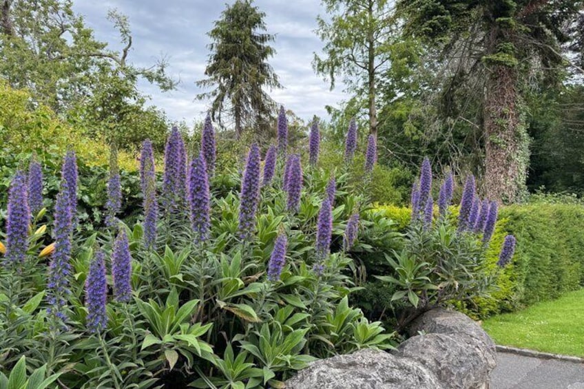 A garden with tall purple flowers, green shrubs, and a stone wall. 3