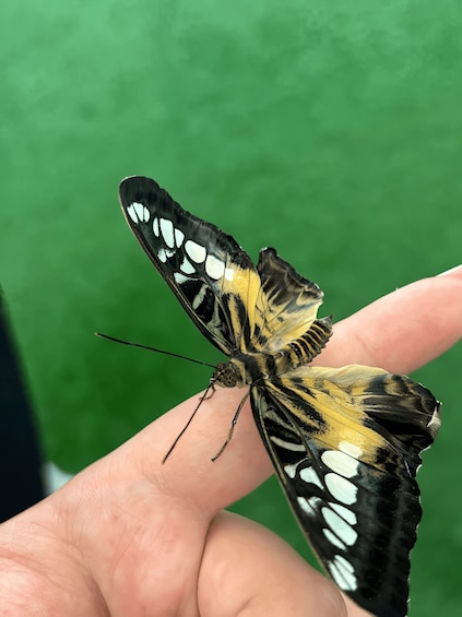 Picture 6 for Activity Zakopane Living Butterflies Museum Entry Ticket 3