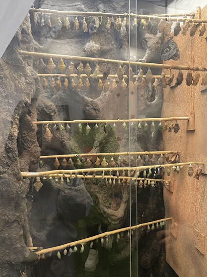 Picture 7 for Activity Zakopane Living Butterflies Museum Entry Ticket 5