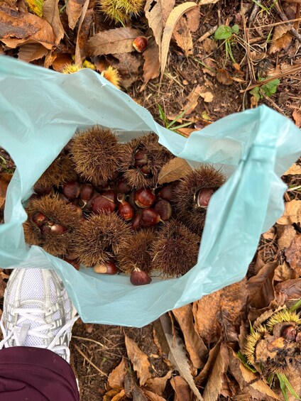 A plastic bag filled with chestnuts and pine needles on the ground. 1