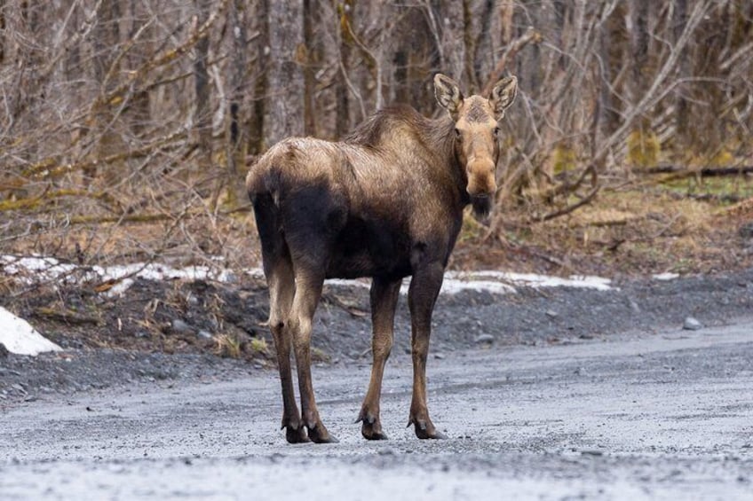 A moose standing on a road with trees in the background. 2