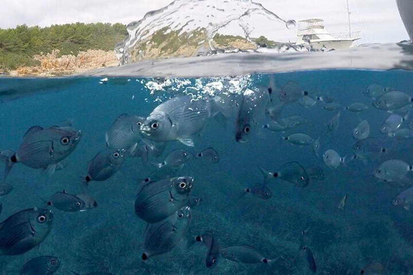 A school of fish swimming in clear blue water with a boat and a snowy landscape in the background. 5