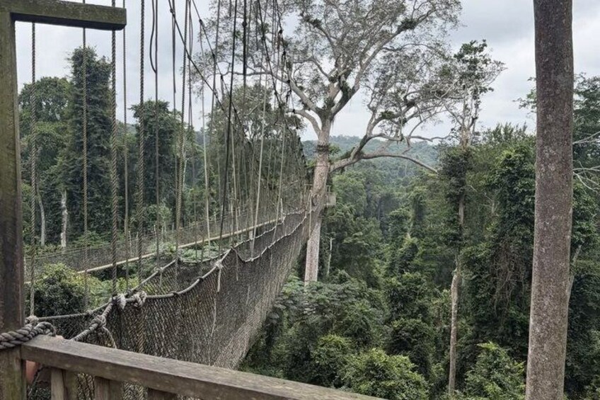 A suspension bridge in a forested area with dense trees and a cloudy sky. 4