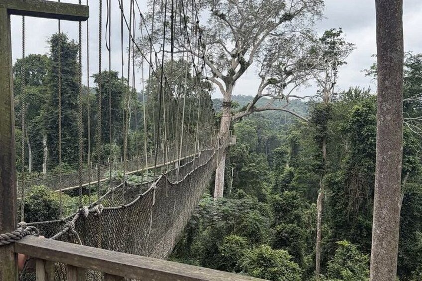 A suspension bridge in a forested area with dense trees and a cloudy sky. 2