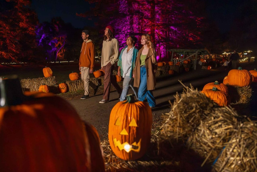 A group of people walking through a pumpkin patch at night with illuminated trees in the background. 5