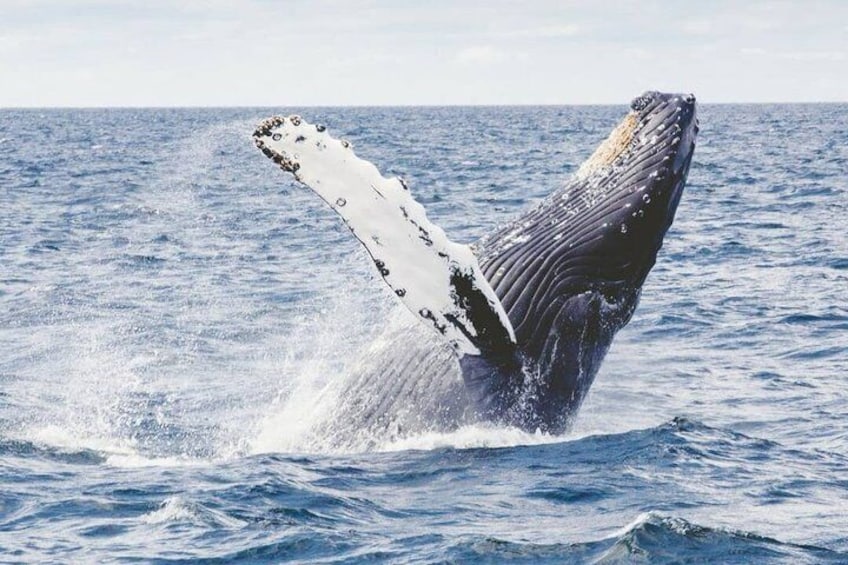 A whale breaching with its tail flukes visible above the water. 1