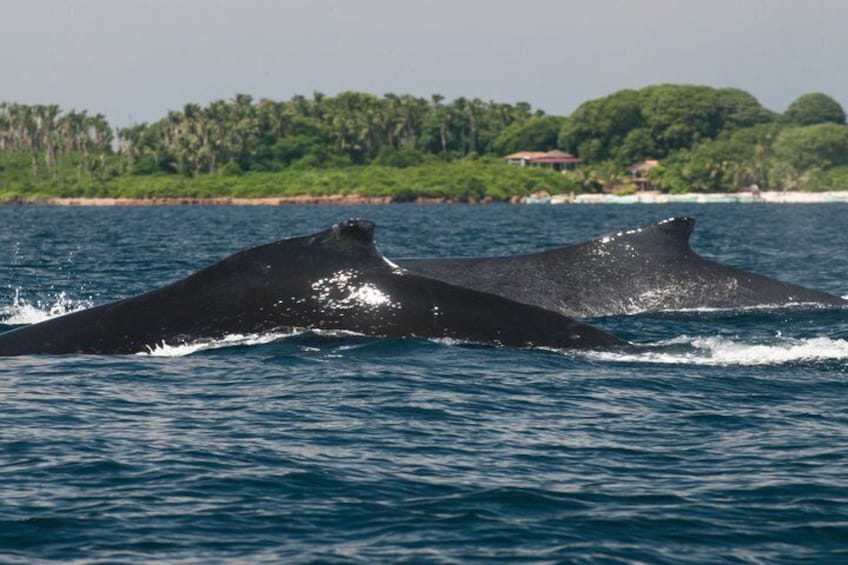 Two large whales breaching the ocean surface. 4