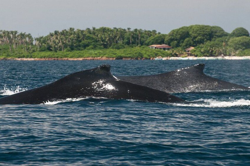 Two whales breaching the ocean surface with a tropical beach and palm trees in the background. 4