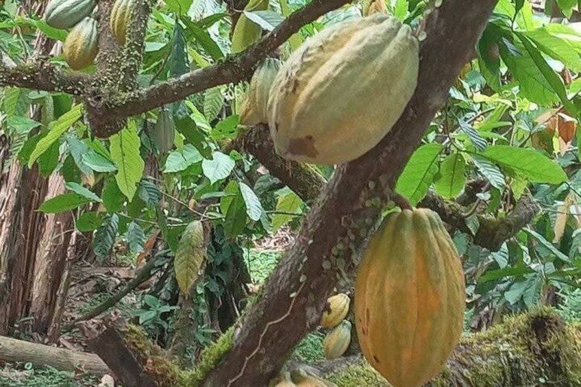 A tree with several pods hanging from its branches. 4