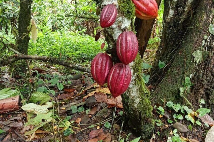 A tree with several red pods hanging from its branches in a forest. 2
