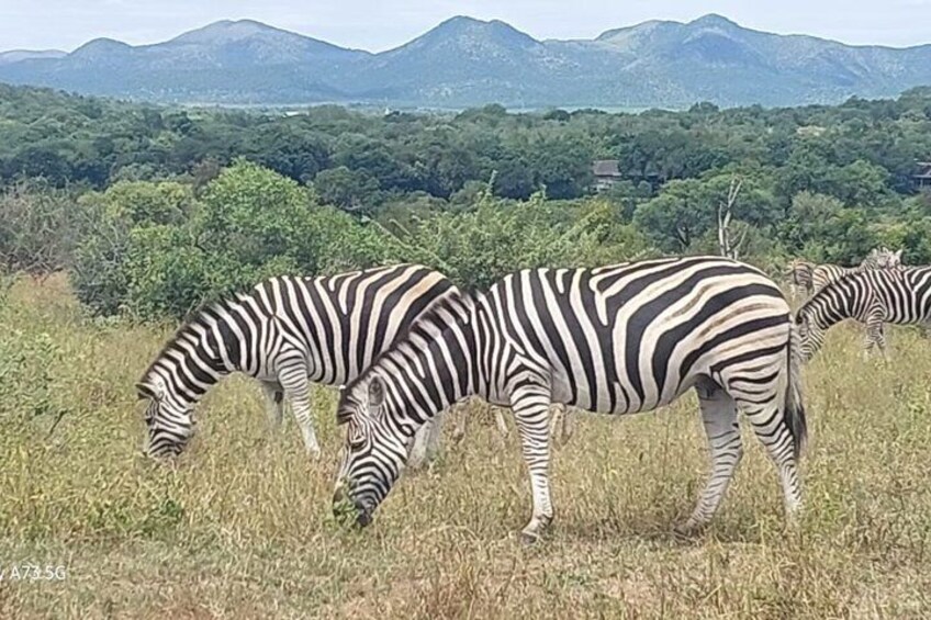Zebras weiden auf einer grünen Wiese vor einer Bergkulisse. 4