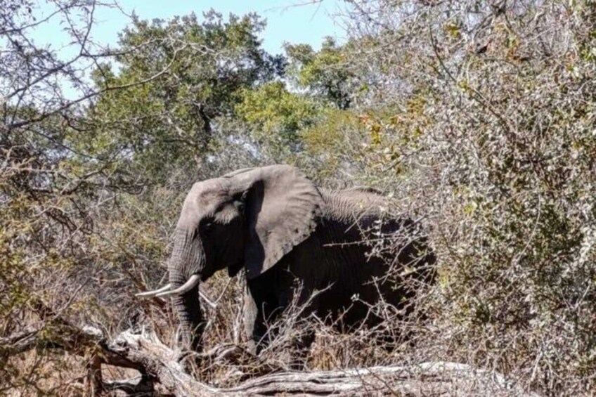 Ein Elefant in einem bewaldeten Gebiet mit Bäumen und trockener Vegetation. 3