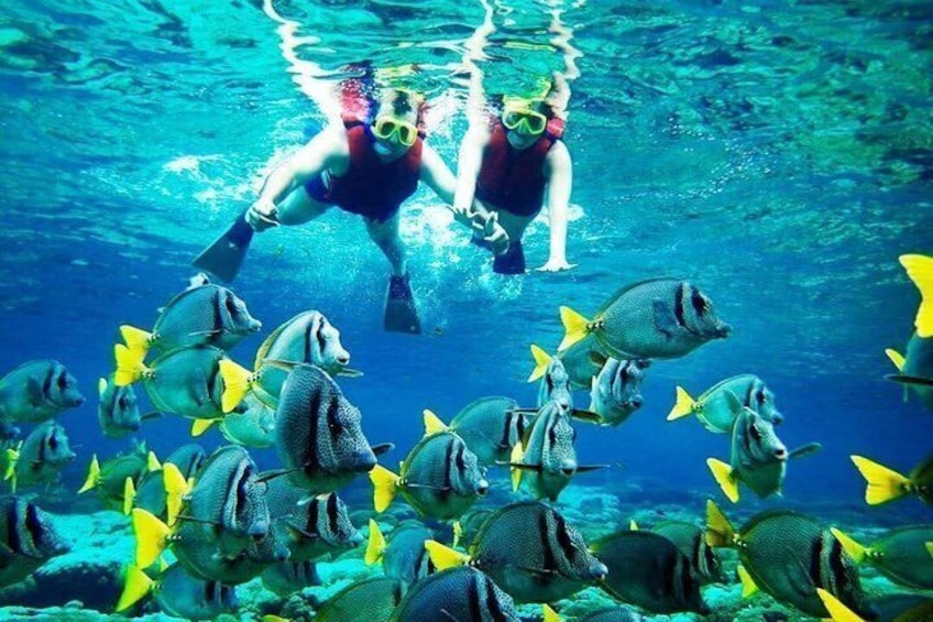 A person snorkeling with a school of fish. 4