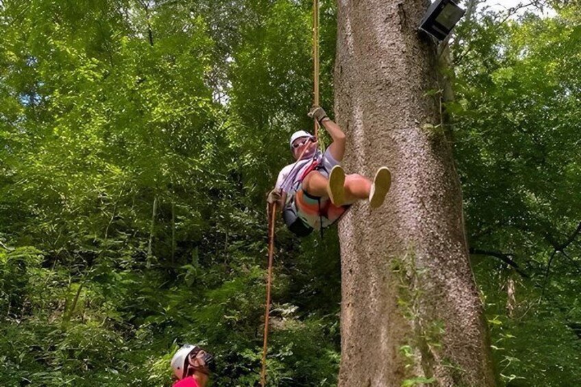 A person climbing a tree using a rope. 2