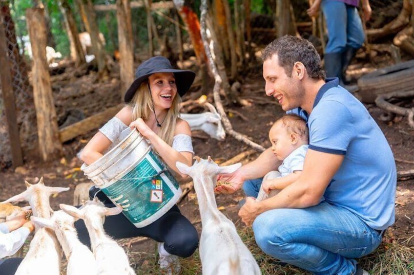 A person feeding goats, a baby, and a man in a blue shirt. 5