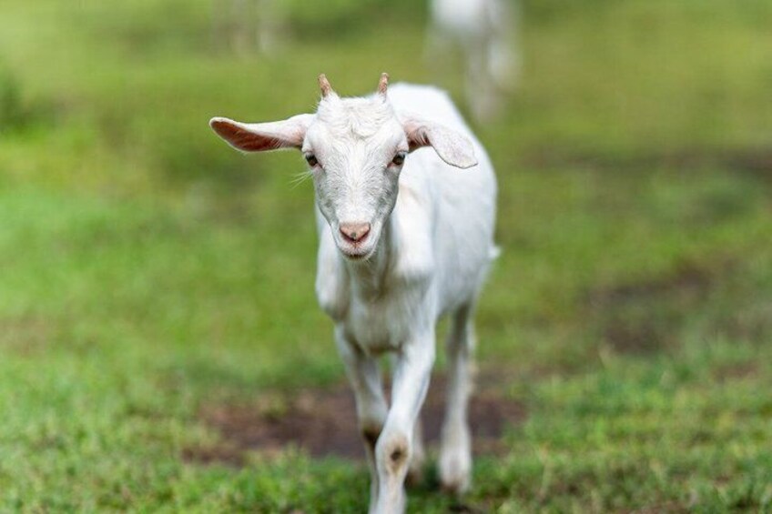 A white goat walking on grass. 2