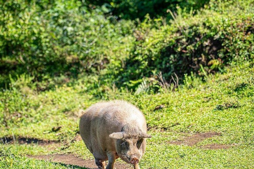 A pig walking on a grassy path. 3