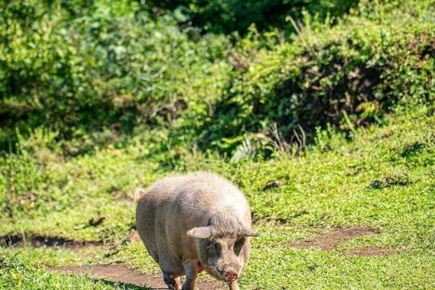 A pig walking on a grassy path. 3