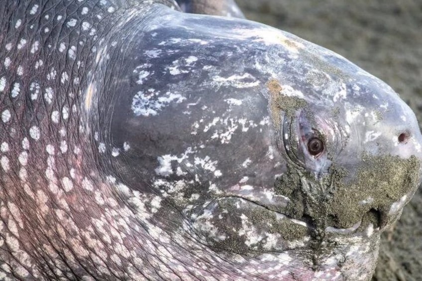 A close-up of a seal's head with white spots and a sandy background. 3