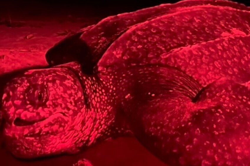 A large, red-colored turtle. 1