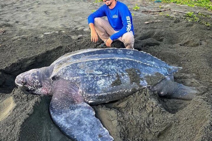 A large sea turtle on a sandy beach with a person crouching beside it. 5