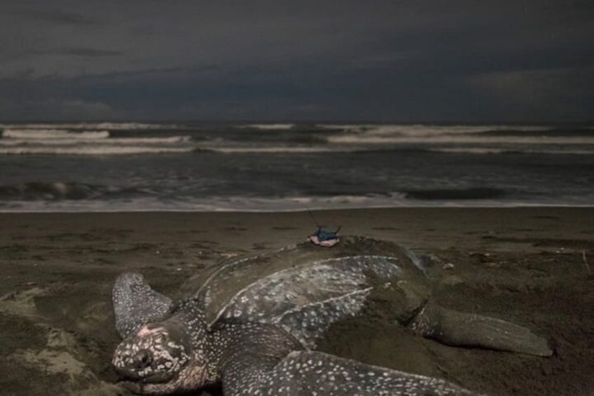 A large sea turtle on a beach with waves in the background. 2