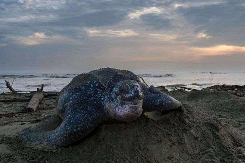 A sea turtle on a sandy beach with the ocean in the background. 4