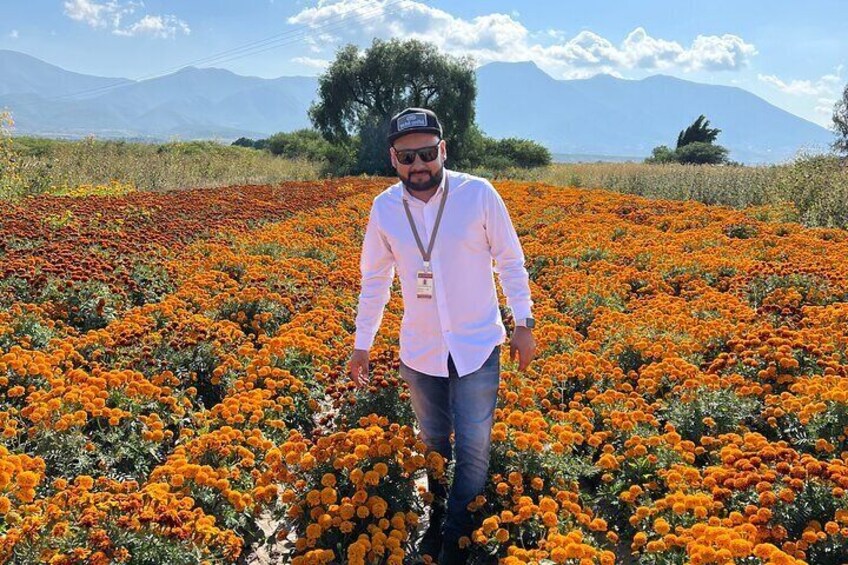 A person standing in a field of orange flowers with mountains in the background. 4