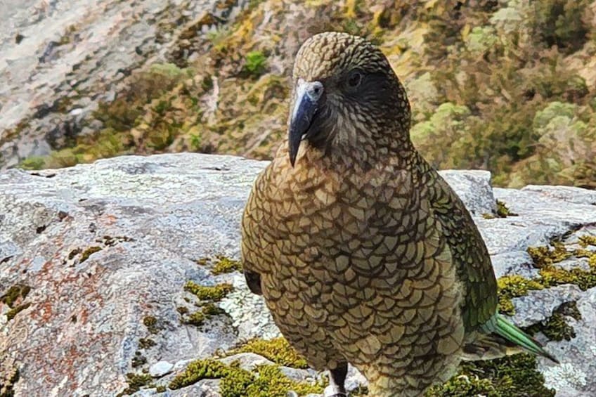 A bird with brown feathers on a rocky surface. 5