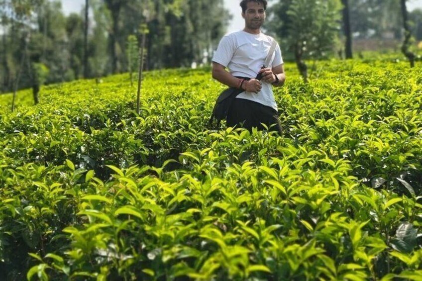 A person in a tea plantation with rows of tea plants. 2