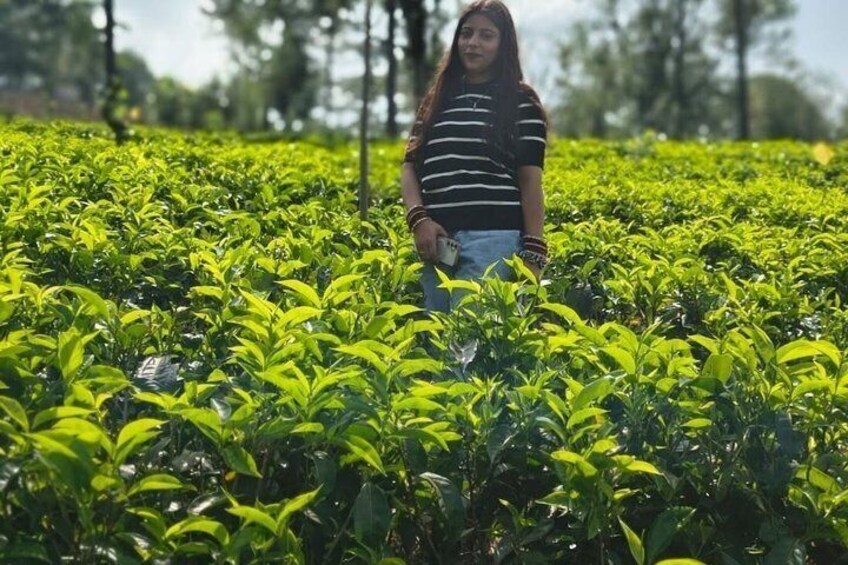 A person standing in a lush green tea plantation. 3