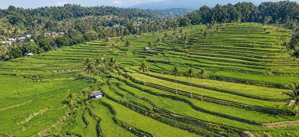 Terraced rice fields with houses and palm trees. 2