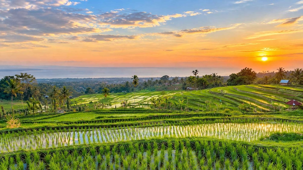 Terraced rice fields, palm trees, and a sunset over a coastal landscape. 5