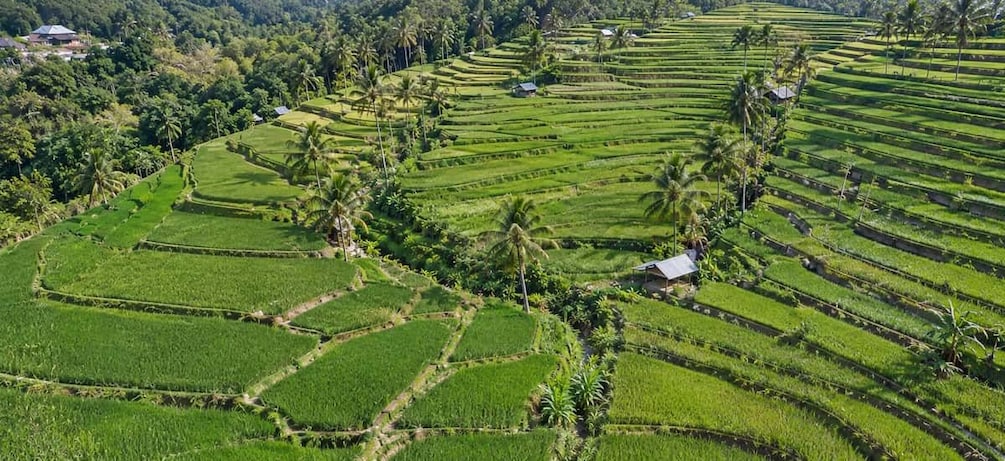 Terraced rice fields with palm trees and small houses. 4