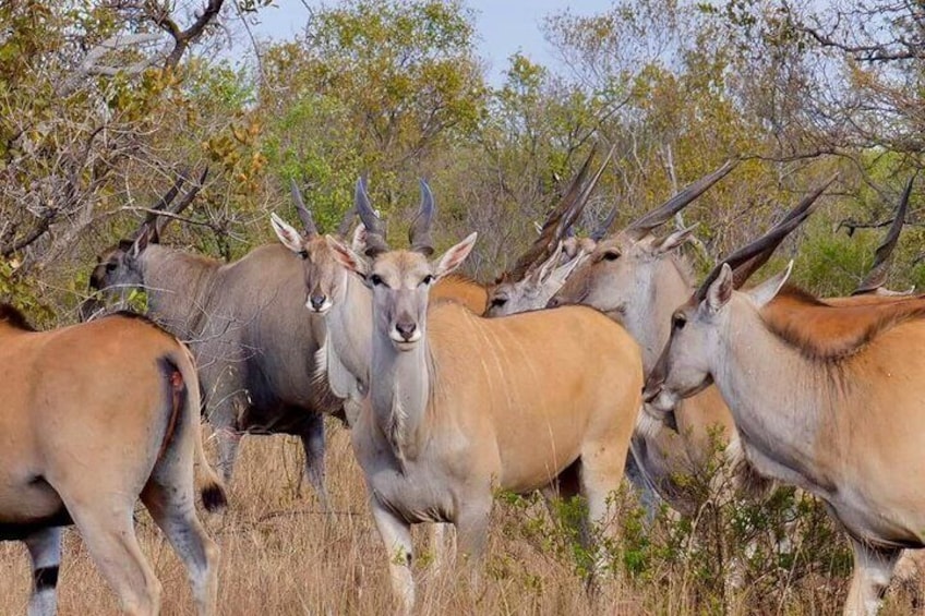 A group of antelopes in a natural setting with sparse vegetation and trees in the background. 3